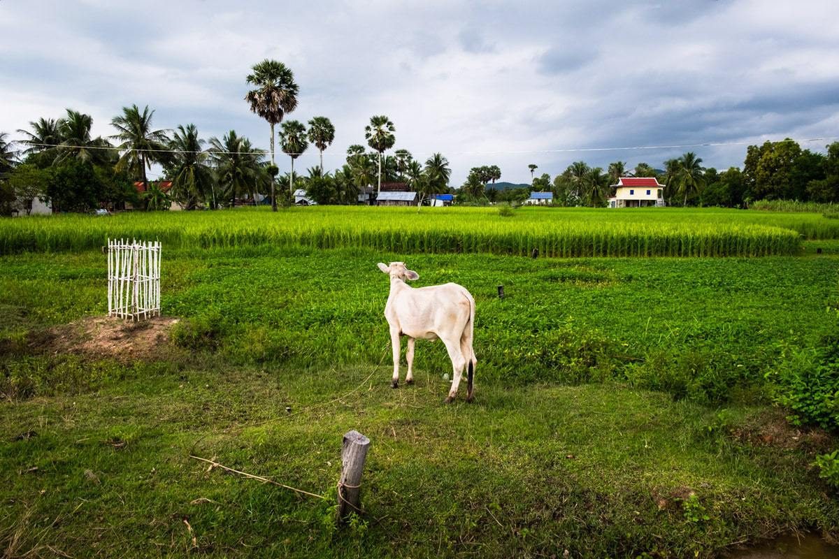 Cow. Kampot, Cambodia.