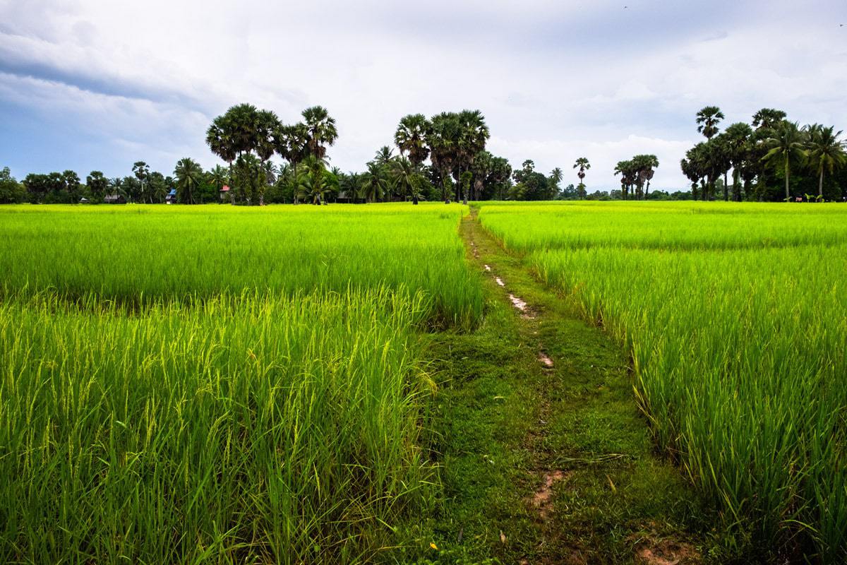 Rice field. Kampot, Cambodia.