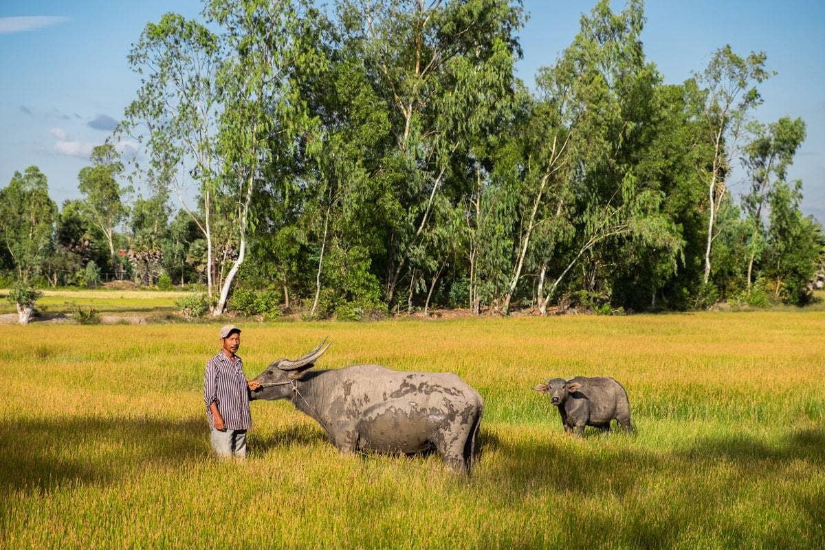 Buffaloes at Kampot countryside. Kampot, Cambodia.