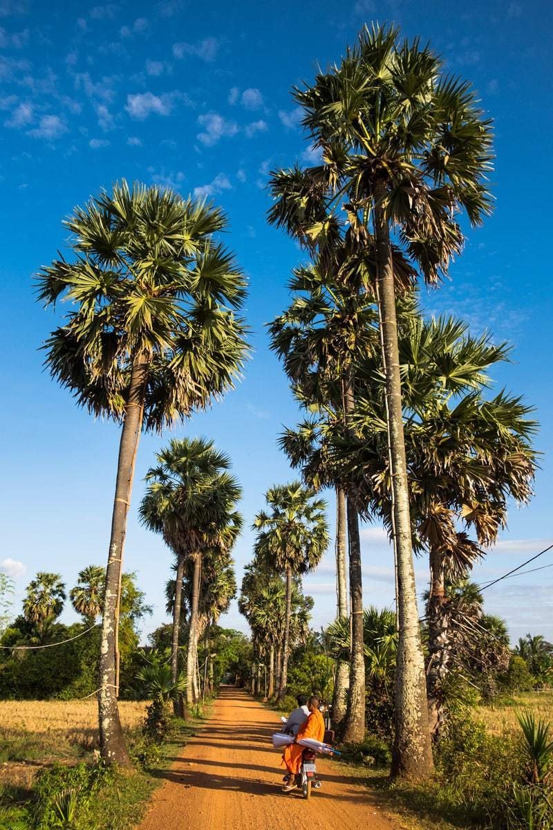Buddhist monk leaves the temple, by bike on a dirt road with palm trees. Kampot, Cambodia.