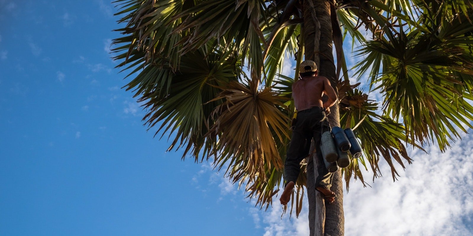 How palm sugar is made. Khmer farmer climbs to the top of a palm tree to attach the tubes to collect the sap from the flower to make palm sugar eventually.