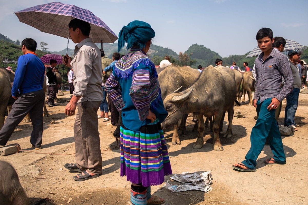 Buffalo Bac Ha market, Vietnam.