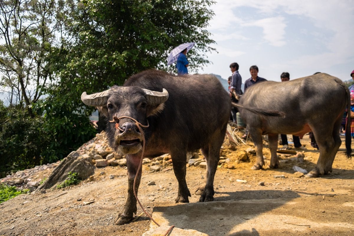 Angry buffalo at Bac Ha market, Vietnam.