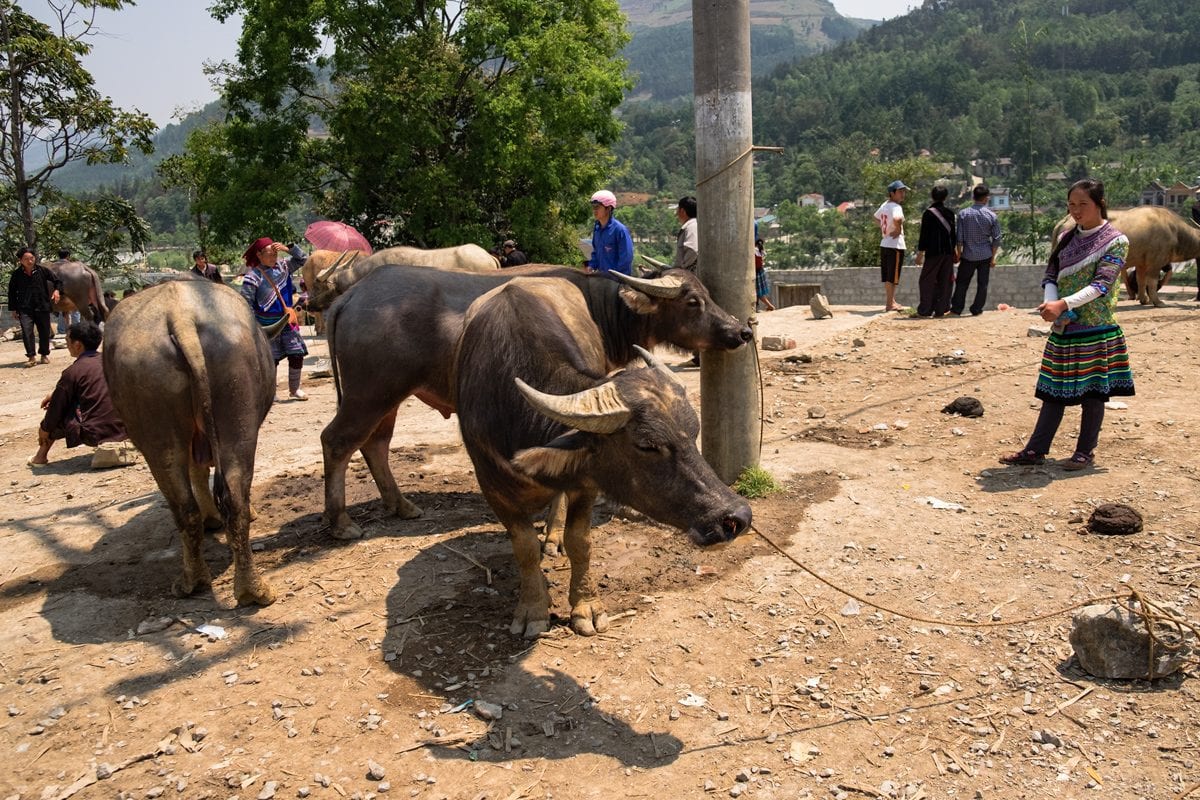 Flower H'Mong woman sells buffaloes that are tied to a post awaiting to be sold at Bac Ha Market, Northern Vietnam.