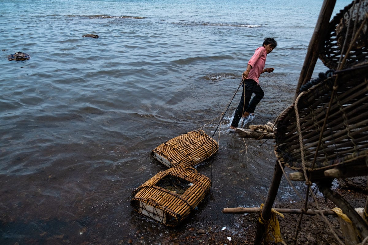 Cambodian fisherman drags crabs in bamboo crab cages to the crab market. Kep, Cambodia.
