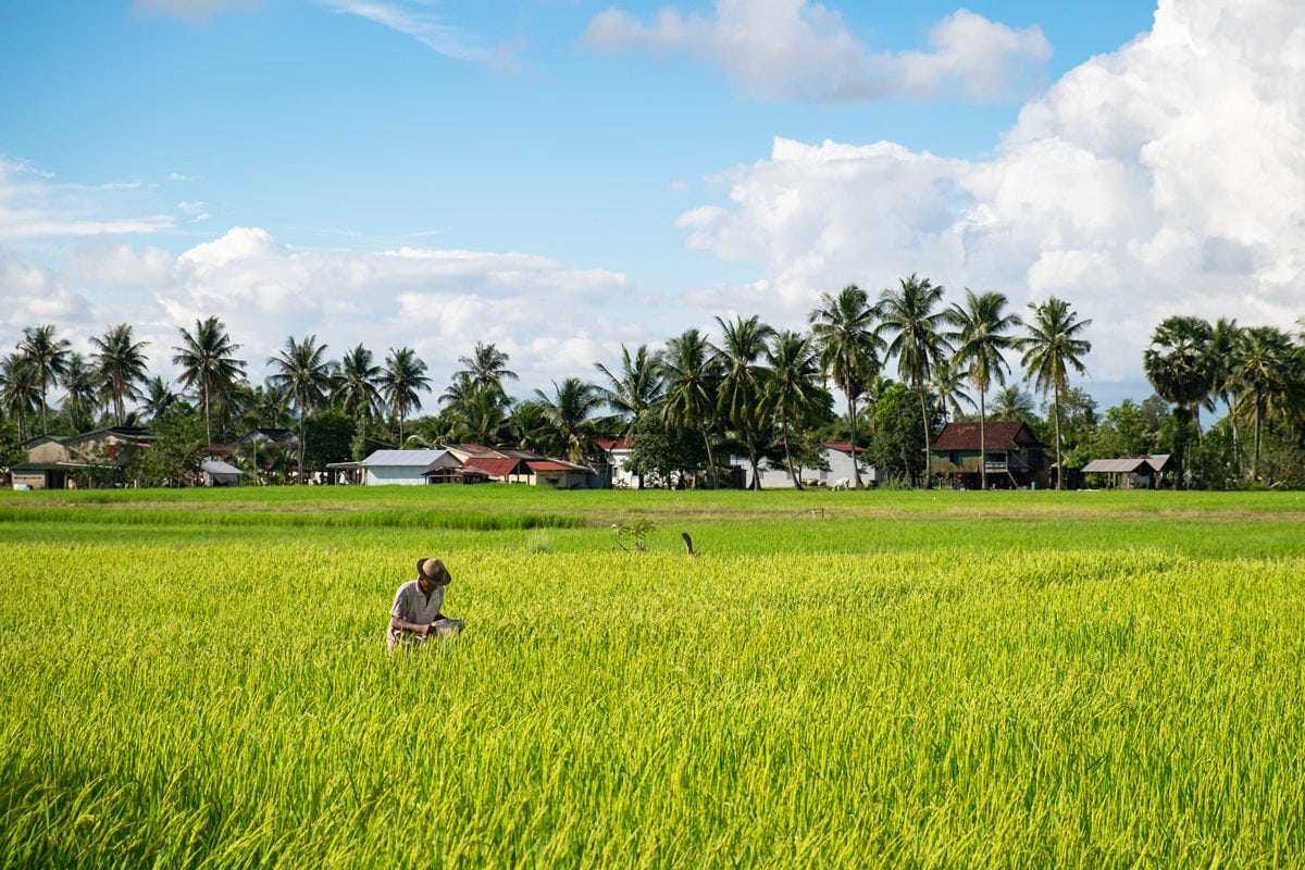 Cambodian farmer in a rice field. Kampot, Cambodia.