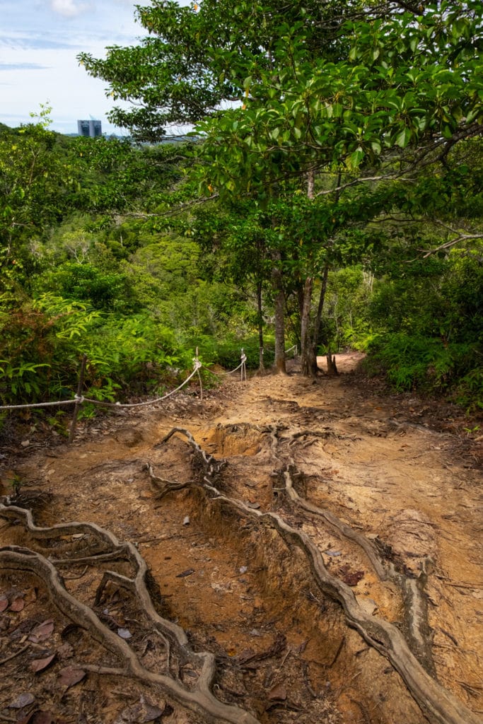 Tree roots at Tasek Lama Recreational Park. Bandar Seri Begawan, Brunei.