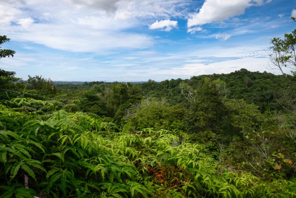 View of the jungle at Tasek Lama Recreational Park. Bandar Seri Begawan, Brunei.