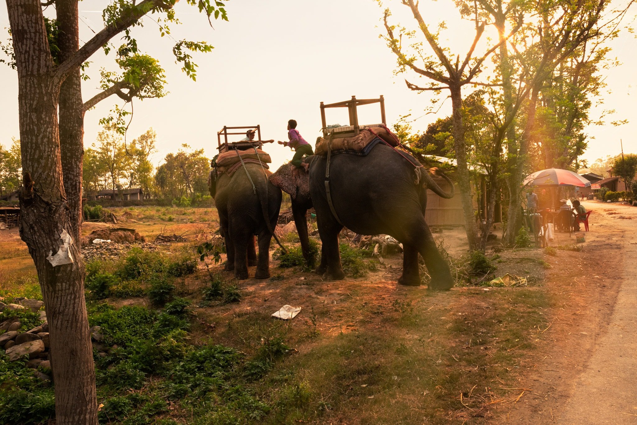 Elephants come back to Tharu village after a long day of work carrying tourists around the Chitwan National Park, Nepal.