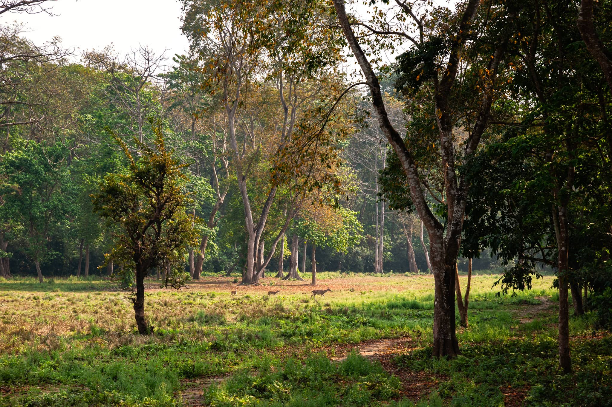 Spotted deers roam in the forest of Chitwan National Park in Nepal.