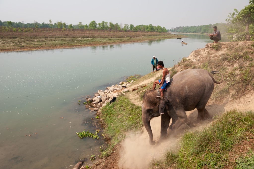 Elephant with its owner goes to bathe in the Narayani River in the Chitwan National Park, Nepal.