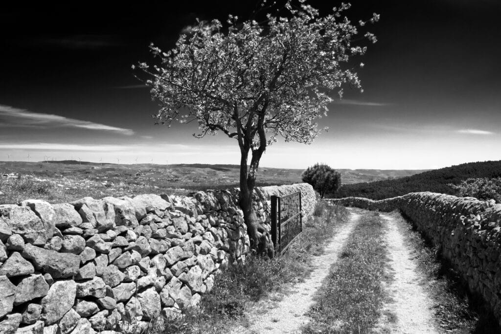 Black & white photo of a tree and an open gate to the countryside of Chiaramonte Gulfi. Sicily, Italy.