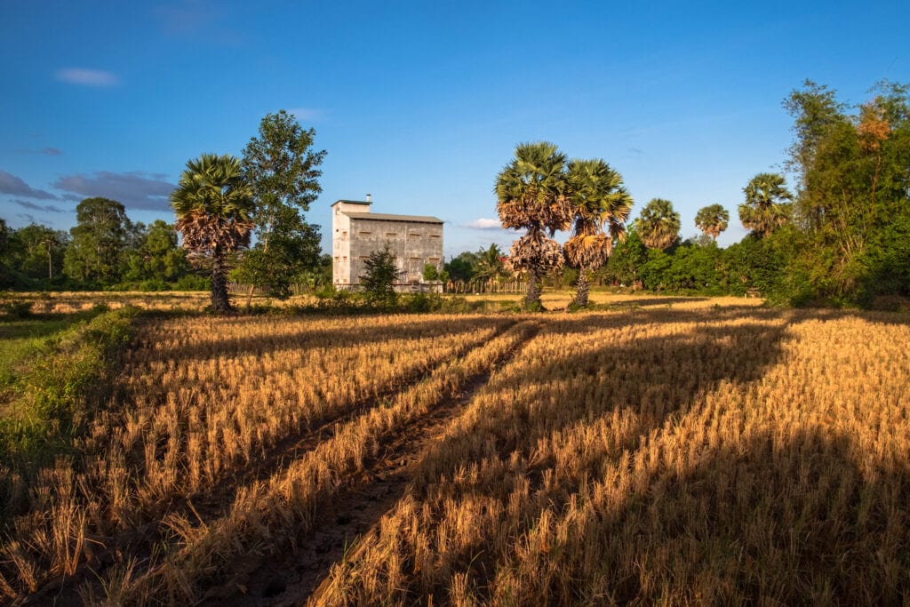 Landscape of swallows' nests farm with dry rice field in a afternoon warm light. Kampot, Cambodia.