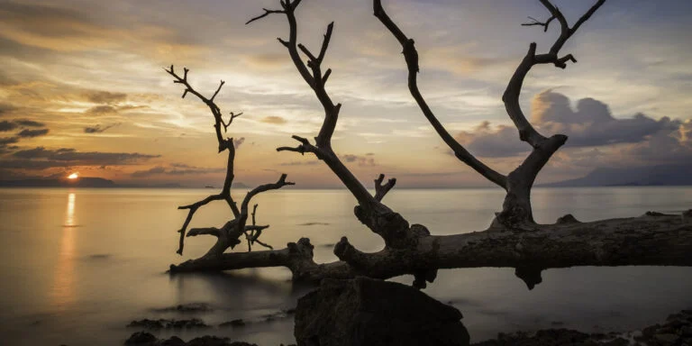 Long exposure photo of dead tree on the shore at sunset at Kep Beach. Kep, Cambodia. Sea water looks silky.